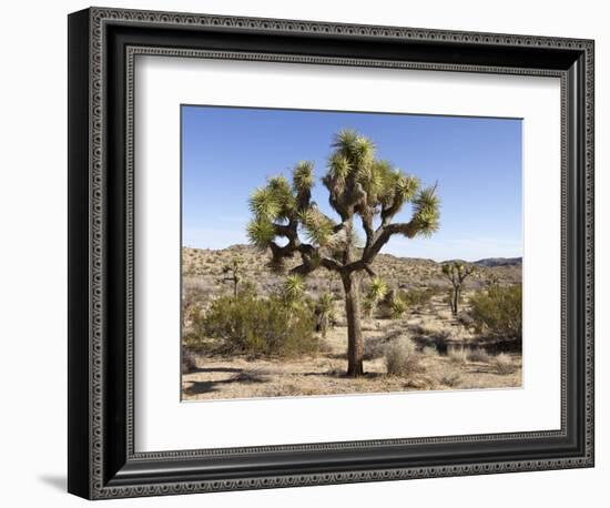 Joshua Tree, Joshua Tree National Park, California, USA-Luc Novovitch-Framed Photographic Print