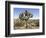 Joshua Tree, Joshua Tree National Park, California, USA-Luc Novovitch-Framed Photographic Print