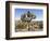 Joshua Tree, Joshua Tree National Park, California, USA-Luc Novovitch-Framed Photographic Print