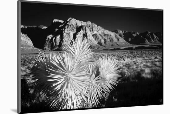 Joshua tree, Mojave Desert, California-Adam Jones-Mounted Photographic Print