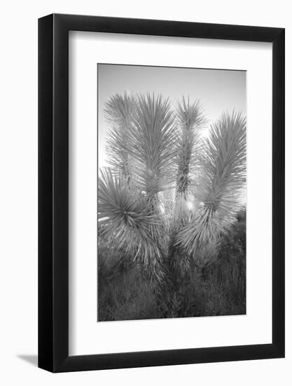 Joshua tree, Mojave Desert, California-Adam Jones-Framed Photographic Print