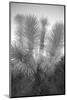Joshua tree, Mojave Desert, California-Adam Jones-Mounted Photographic Print