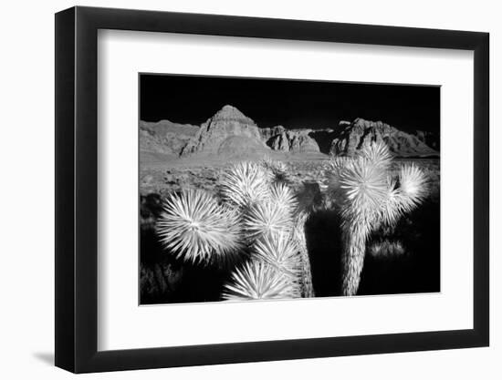 Joshua tree, Mojave Desert, California-Adam Jones-Framed Photographic Print