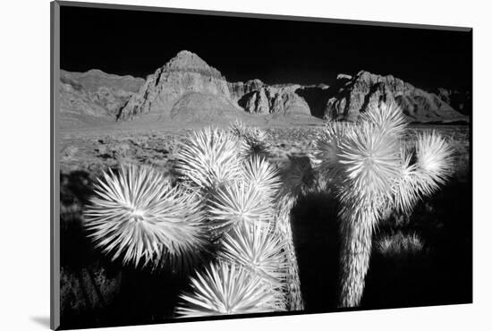 Joshua tree, Mojave Desert, California-Adam Jones-Mounted Photographic Print