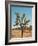 Joshua Tree Moon-Bethany Young-Framed Photographic Print