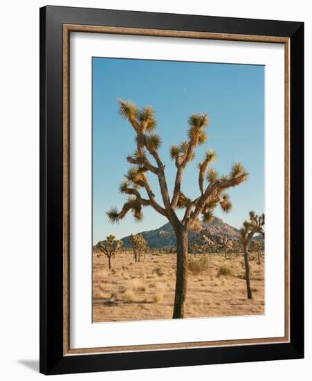 Joshua Tree Moon-Bethany Young-Framed Photographic Print