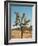 Joshua Tree Moon-Bethany Young-Framed Photographic Print