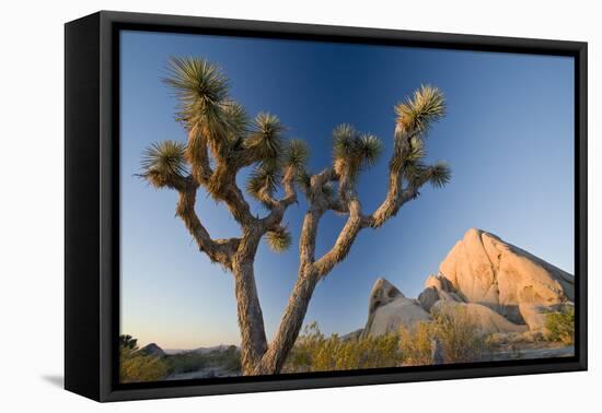 Joshua Tree National Park at Dawn, California, United States of America, North America-Ben Pipe-Framed Premier Image Canvas