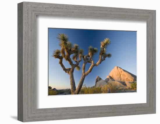 Joshua Tree National Park at Dawn, California, United States of America, North America-Ben Pipe-Framed Photographic Print