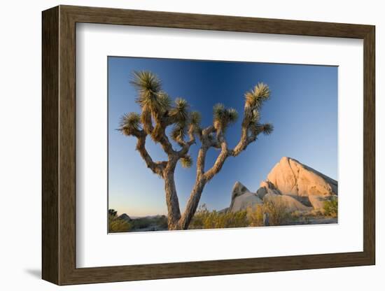 Joshua Tree National Park at Dawn, California, United States of America, North America-Ben Pipe-Framed Photographic Print