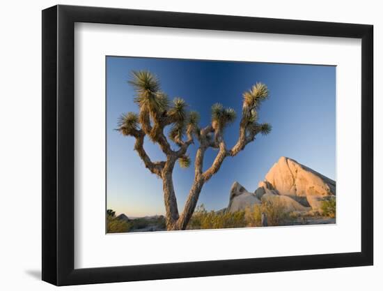 Joshua Tree National Park at Dawn, California, United States of America, North America-Ben Pipe-Framed Photographic Print