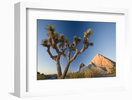 Joshua Tree National Park at Dawn, California, United States of America, North America-Ben Pipe-Framed Photographic Print