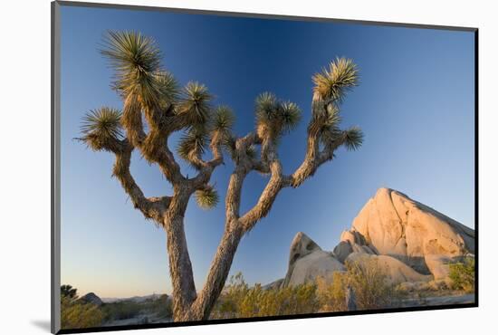 Joshua Tree National Park at Dawn, California, United States of America, North America-Ben Pipe-Mounted Photographic Print