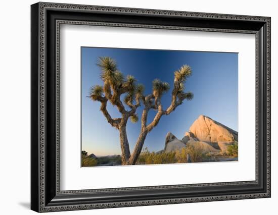 Joshua Tree National Park at Dawn, California, United States of America, North America-Ben Pipe-Framed Photographic Print