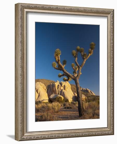 Joshua Tree National Park, California, USA-Alan Copson-Framed Photographic Print