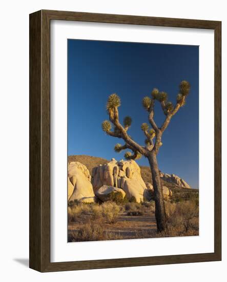 Joshua Tree National Park, California, USA-Alan Copson-Framed Photographic Print