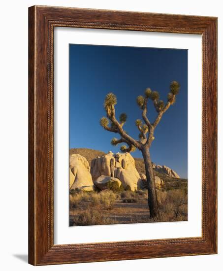 Joshua Tree National Park, California, USA-Alan Copson-Framed Photographic Print