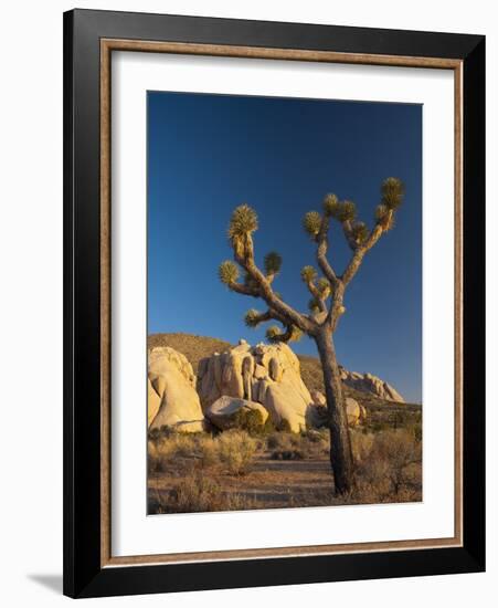 Joshua Tree National Park, California, USA-Alan Copson-Framed Photographic Print