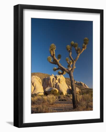 Joshua Tree National Park, California, USA-Alan Copson-Framed Photographic Print