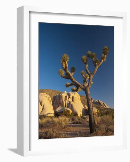 Joshua Tree National Park, California, USA-Alan Copson-Framed Photographic Print