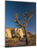 Joshua Tree National Park, California, USA-Alan Copson-Mounted Photographic Print