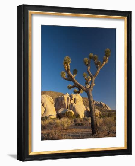 Joshua Tree National Park, California, USA-Alan Copson-Framed Photographic Print