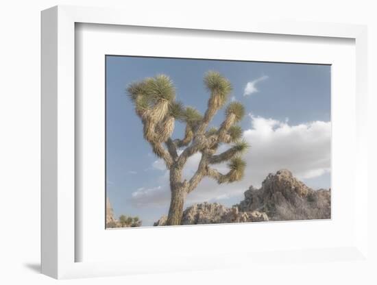 Joshua Tree National Park III-Alan Majchrowicz-Framed Photographic Print