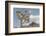 Joshua Tree National Park III-Alan Majchrowicz-Framed Photographic Print