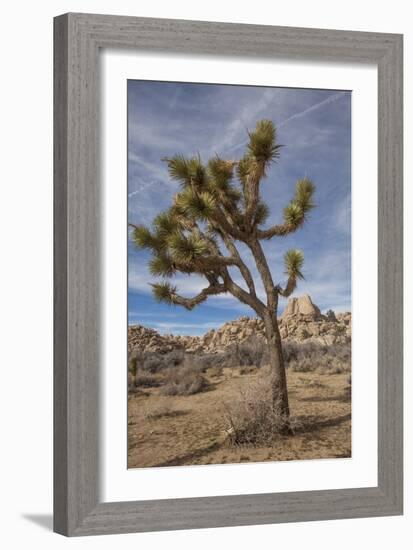 Joshua Tree National Park-Richard T. Nowitz-Framed Photographic Print