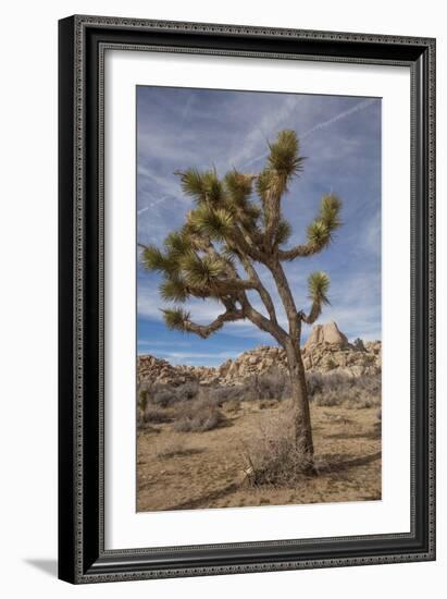 Joshua Tree National Park-Richard T. Nowitz-Framed Photographic Print