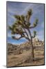 Joshua Tree National Park-Richard T. Nowitz-Mounted Photographic Print