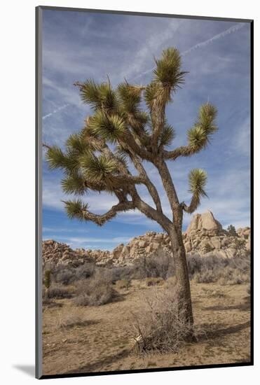 Joshua Tree National Park-Richard T. Nowitz-Mounted Photographic Print