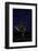 Joshua Tree Night Lights, Death Valley-Steve Gadomski-Framed Photographic Print