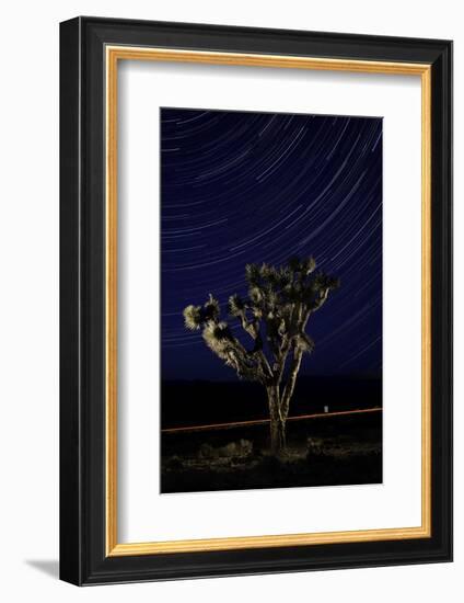 Joshua Tree Night Lights, Death Valley-Steve Gadomski-Framed Photographic Print