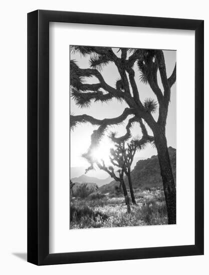 Joshua Tree No. 6-Murray Bolesta-Framed Photographic Print