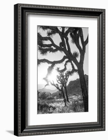 Joshua Tree No. 6-Murray Bolesta-Framed Photographic Print