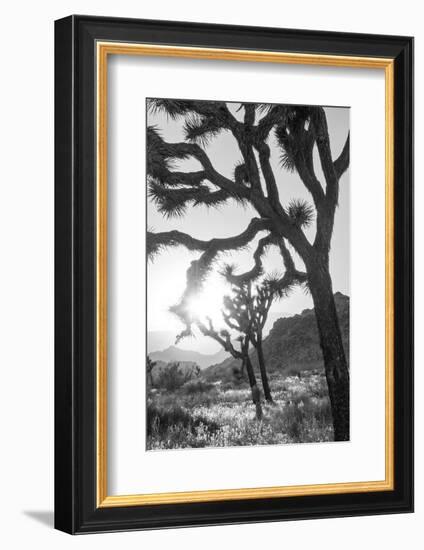 Joshua Tree No. 6-Murray Bolesta-Framed Photographic Print