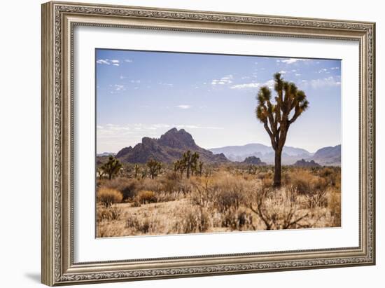 Joshua Tree NP, CA, USA: Single Joshua Tree, Desert & Mts In Bkgd, Park W Entrance-Axel Brunst-Framed Photographic Print