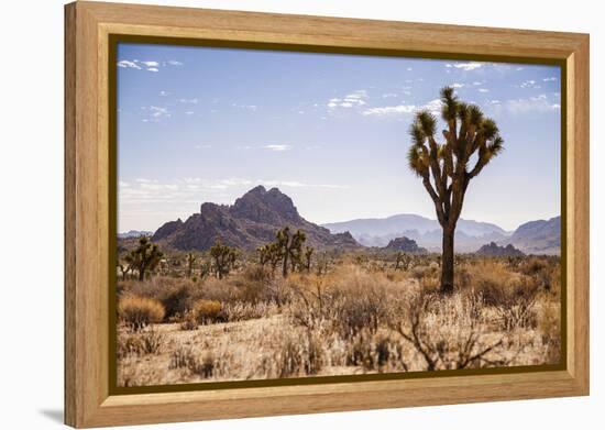 Joshua Tree NP, CA, USA: Single Joshua Tree, Desert & Mts In Bkgd, Park W Entrance-Axel Brunst-Framed Premier Image Canvas