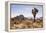 Joshua Tree NP, CA, USA: Single Joshua Tree, Desert & Mts In Bkgd, Park W Entrance-Axel Brunst-Framed Premier Image Canvas