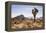 Joshua Tree NP, CA, USA: Single Joshua Tree, Desert & Mts In Bkgd, Park W Entrance-Axel Brunst-Framed Premier Image Canvas