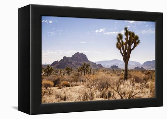 Joshua Tree NP, CA, USA: Single Joshua Tree, Desert & Mts In Bkgd, Park W Entrance-Axel Brunst-Framed Premier Image Canvas