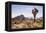 Joshua Tree NP, CA, USA: Single Joshua Tree, Desert & Mts In Bkgd, Park W Entrance-Axel Brunst-Framed Premier Image Canvas