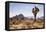 Joshua Tree NP, CA, USA: Single Joshua Tree, Desert & Mts In Bkgd, Park W Entrance-Axel Brunst-Framed Premier Image Canvas