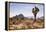 Joshua Tree NP, CA, USA: Single Joshua Tree, Desert & Mts In Bkgd, Park W Entrance-Axel Brunst-Framed Premier Image Canvas