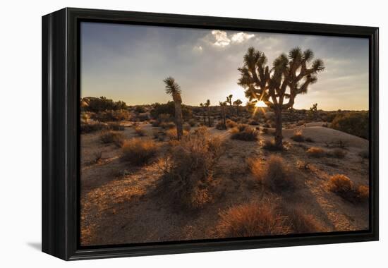 Joshua Tree NP, California, USA: The Typical Park Landscape In The Evening Light At Jumbo Rocks-Axel Brunst-Framed Premier Image Canvas