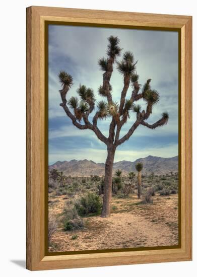 Joshua Tree Scene-Vincent James-Framed Premier Image Canvas