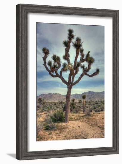 Joshua Tree Scene-Vincent James-Framed Photographic Print