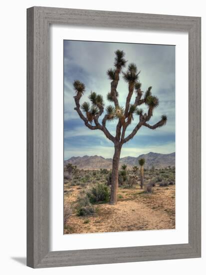 Joshua Tree Scene-Vincent James-Framed Photographic Print