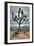 Joshua Tree Scene-Vincent James-Framed Photographic Print